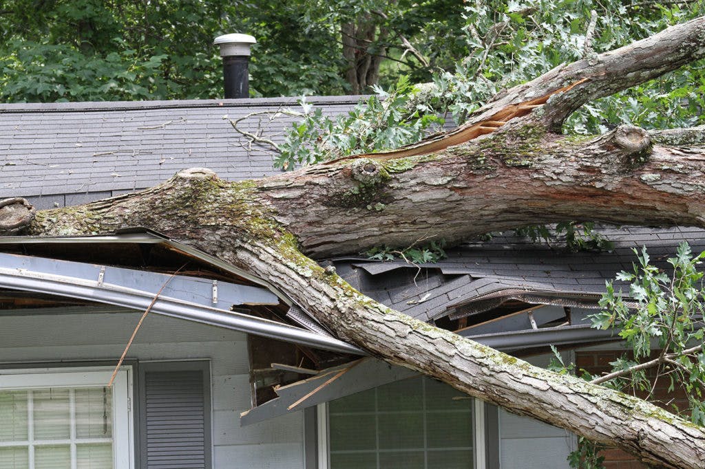 Impact Damage to House From a Tree
